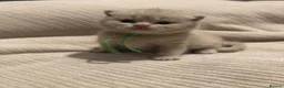 British Shorthair cats for sale: Grand Champion Line British Shorthair Kittens - Advert 1