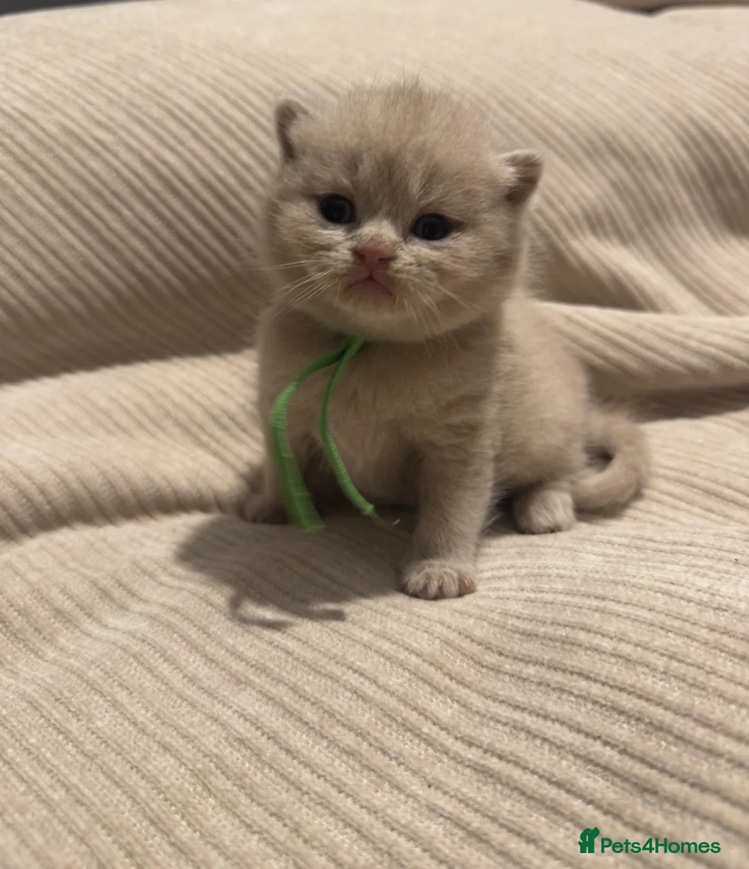 British Shorthair cats for sale: Grand Champion Line British Shorthair Kittens - Advert 1