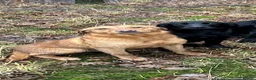 Labrador Retriever dogs for sale: Stunning,confident and loving Labrador puppies.  - Advert 6
