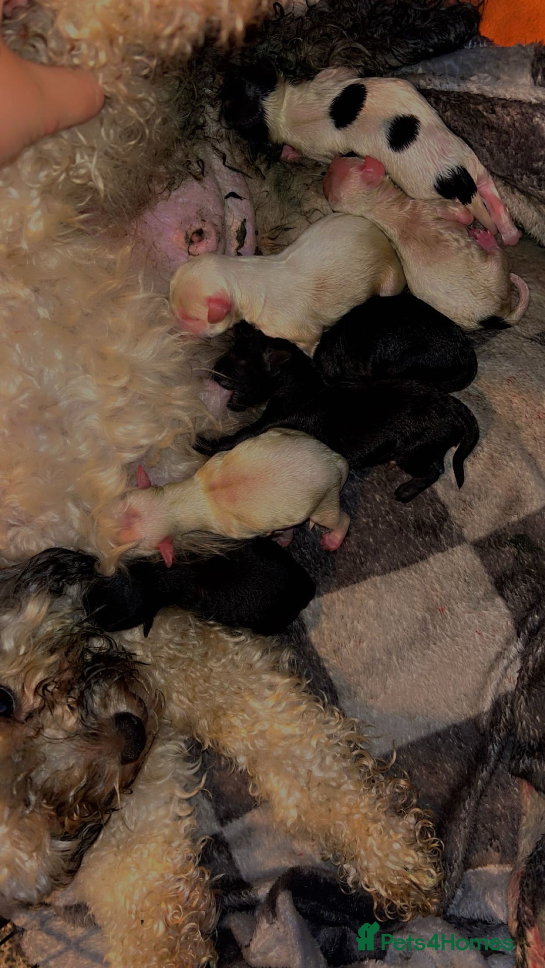 Mixed Breed dogs for sale: Stunning Shihpoo X Sproodle puppies - Image 5