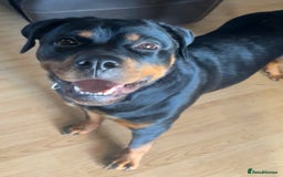 Rottweiler dogs for sale: 1 year old female Rottweiler  - Image 2