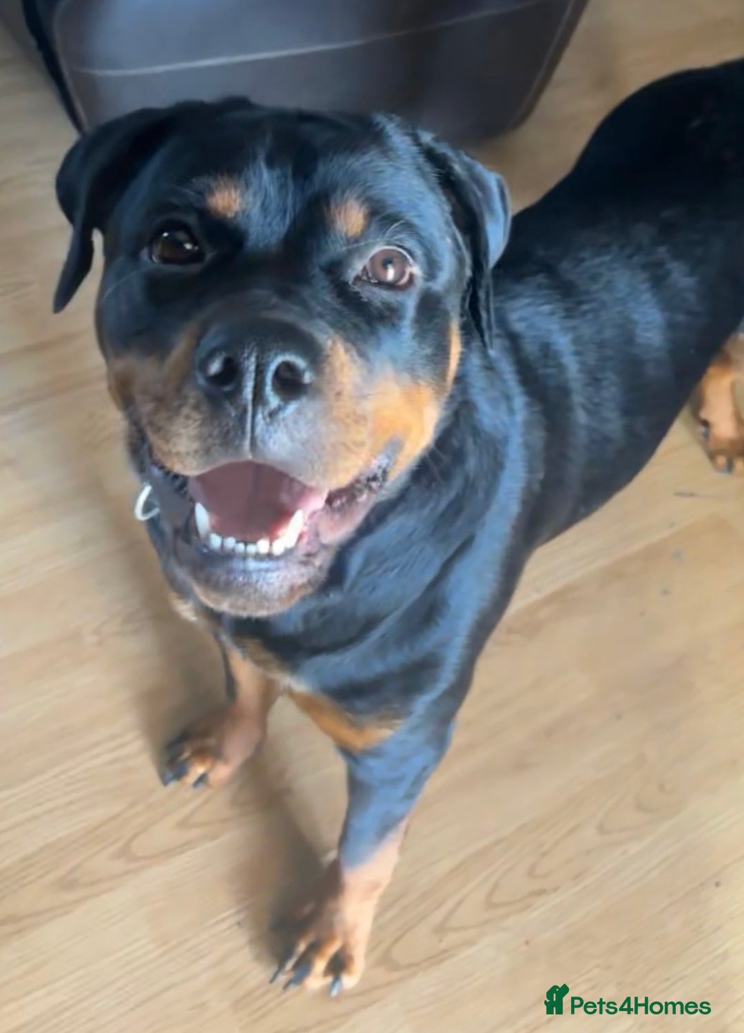 Rottweiler dogs for sale: 1 year old female Rottweiler  - Image 2