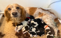 Cocker Spaniel dogs for sale: 2 beautiful working cocker boys  - Image 1
