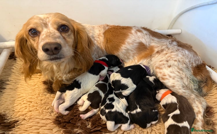 Cocker Spaniel dogs for sale - Advert 1