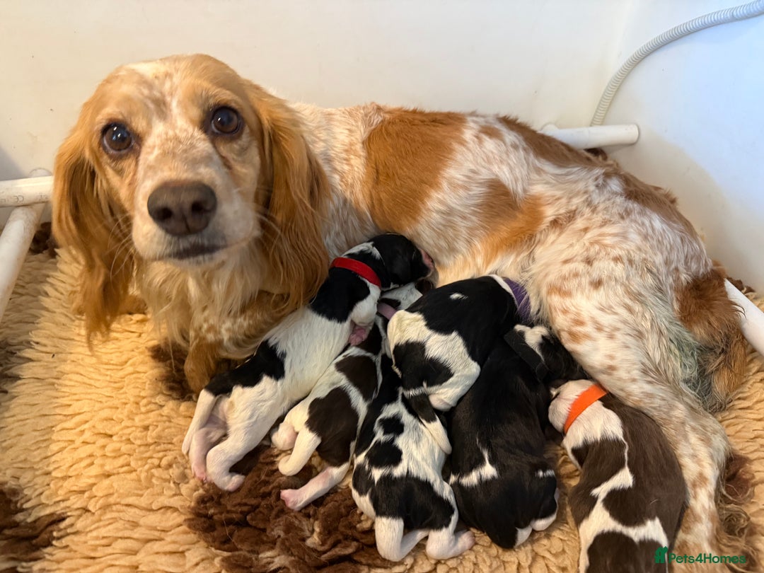 Cocker Spaniel dogs for sale: 2 beautiful working cocker boys  - Image 1