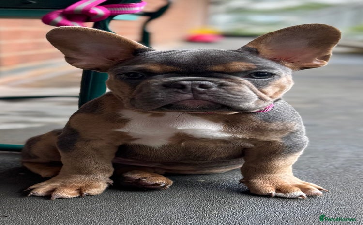 French Bulldog dogs - Advert 11