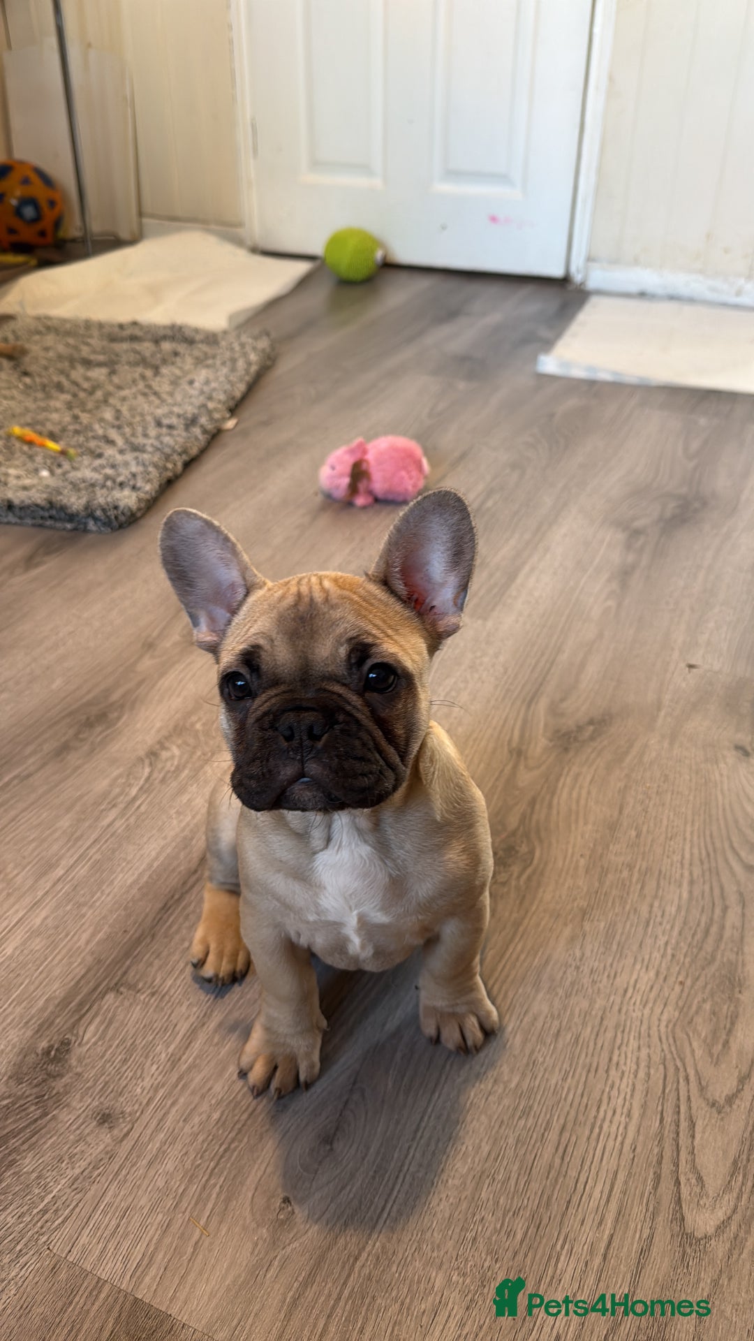 French Bulldog dogs for sale: French bulldog male pups  - Advert 3