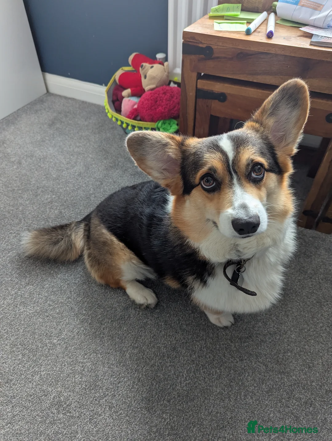 Welsh Corgi Pembroke dogs for sale: Female Welsh Pembrokeshire Corgi (3yrs) - Advert 2