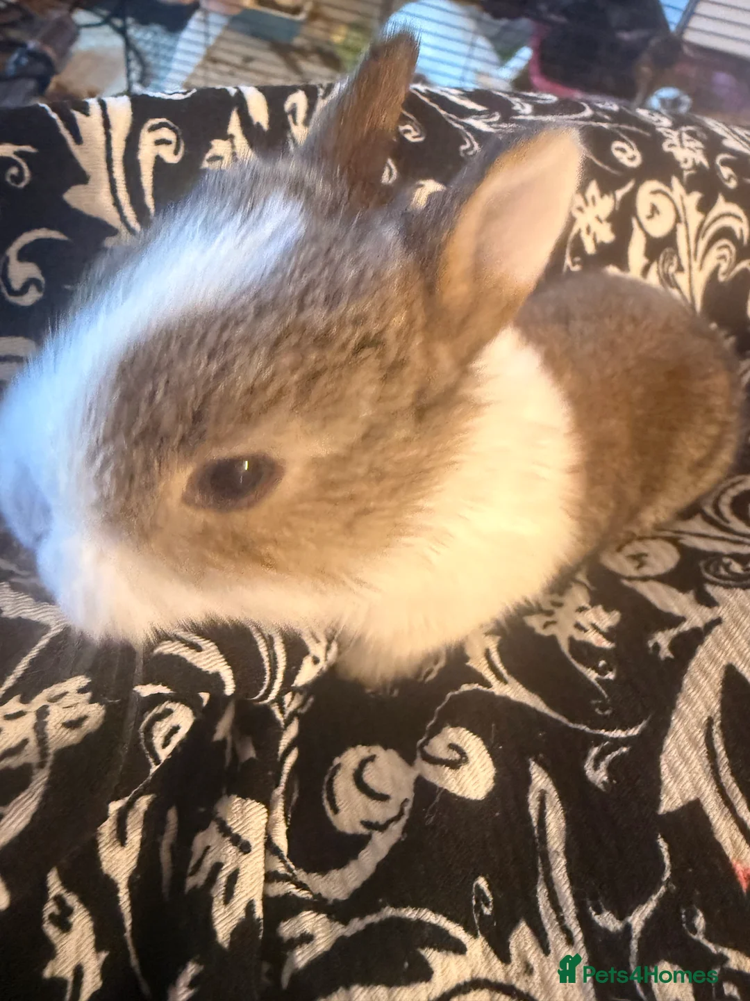Mixed Breed rabbits for sale: Baby rabbits for sale BORN 15 February  - Advert 2