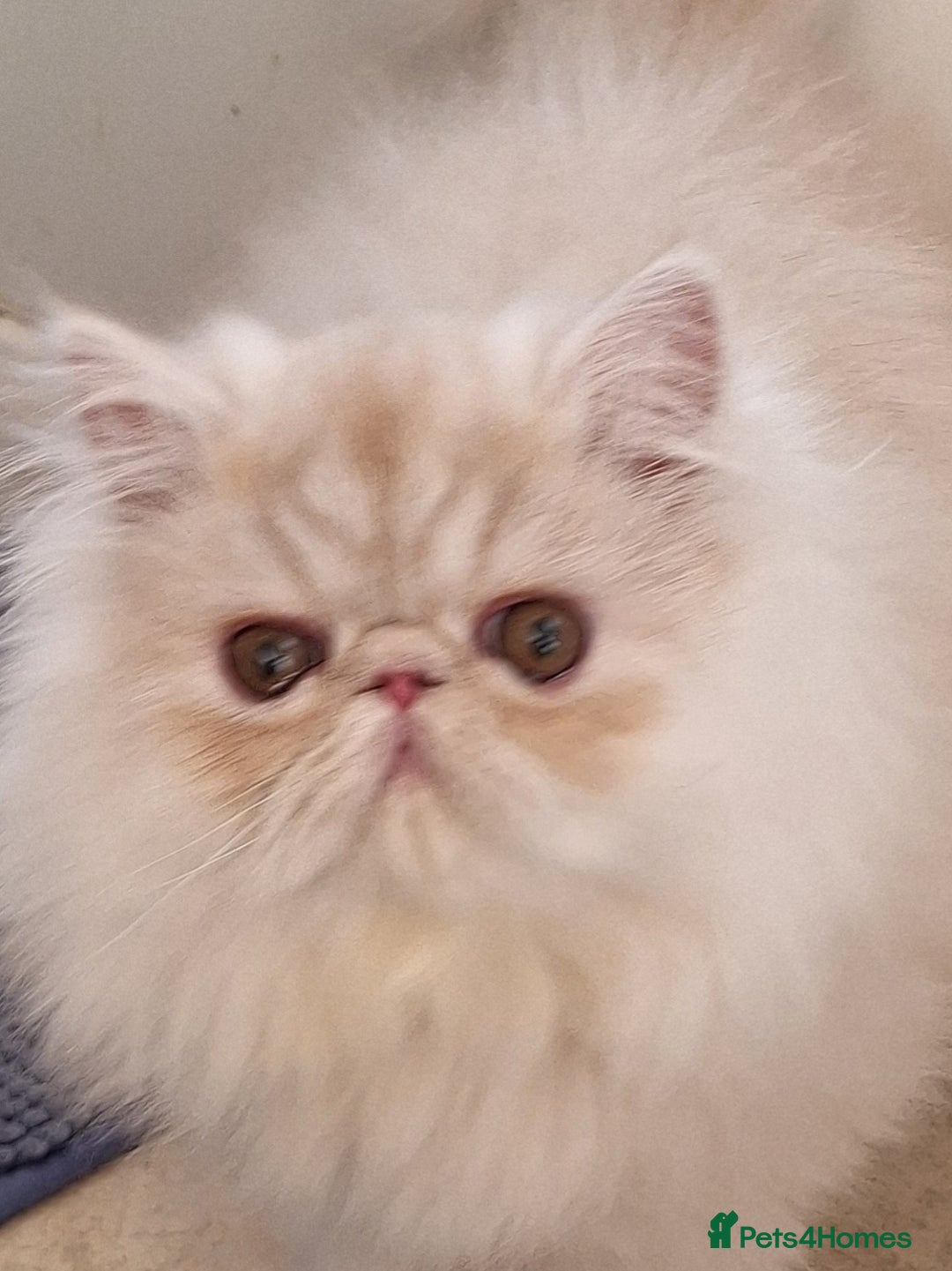Persian cats for sale: 1  beautiful  stunning male persian available  - Advert 6