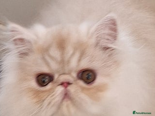 Persian cats 2 beautiful stunning male persians available - Advert 4