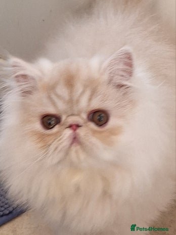 Persian cats 2 beautiful stunning male persians available - Advert 4