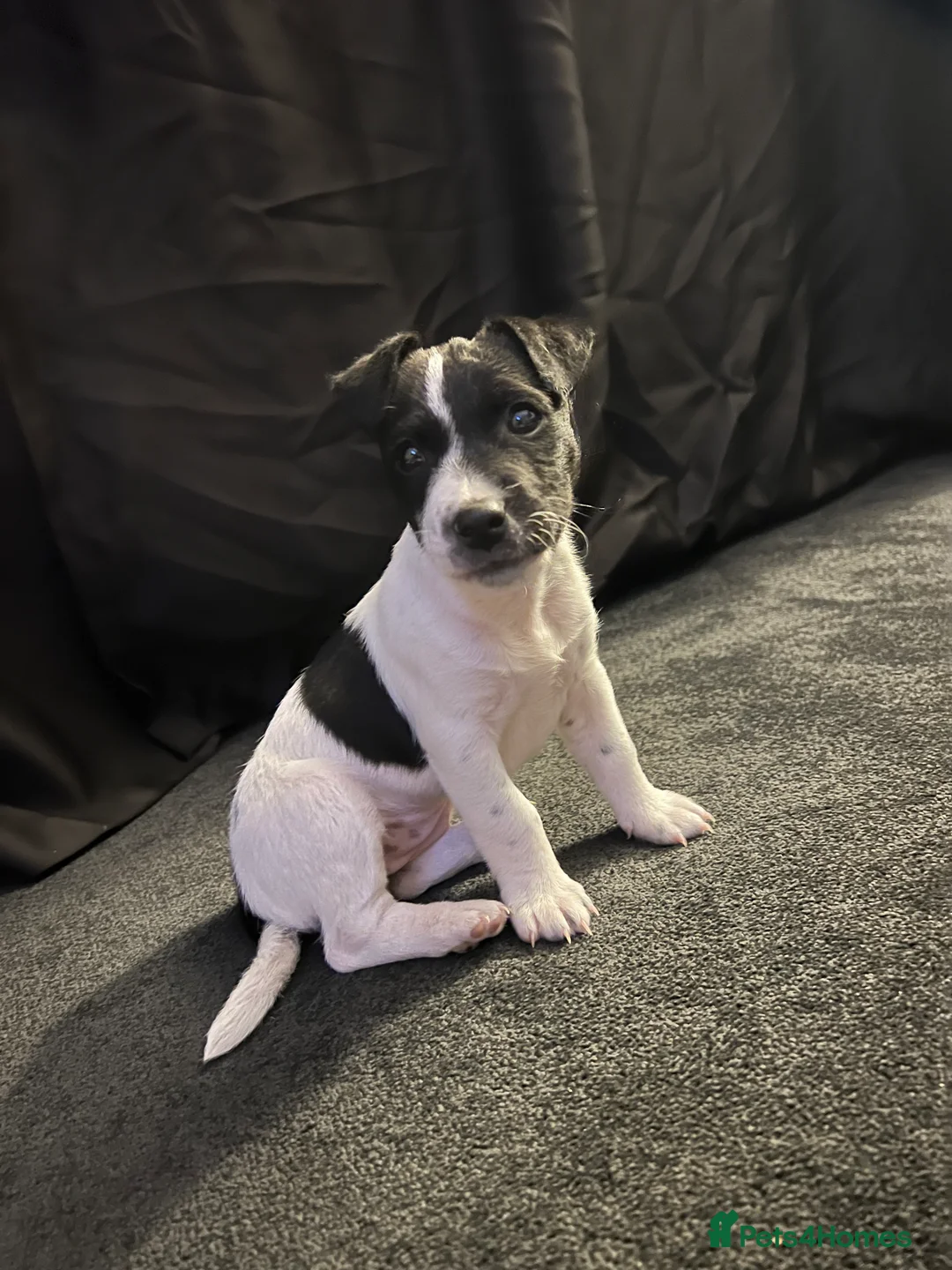 Jack Russell dogs for sale: Female Jack Russel  - Advert 37