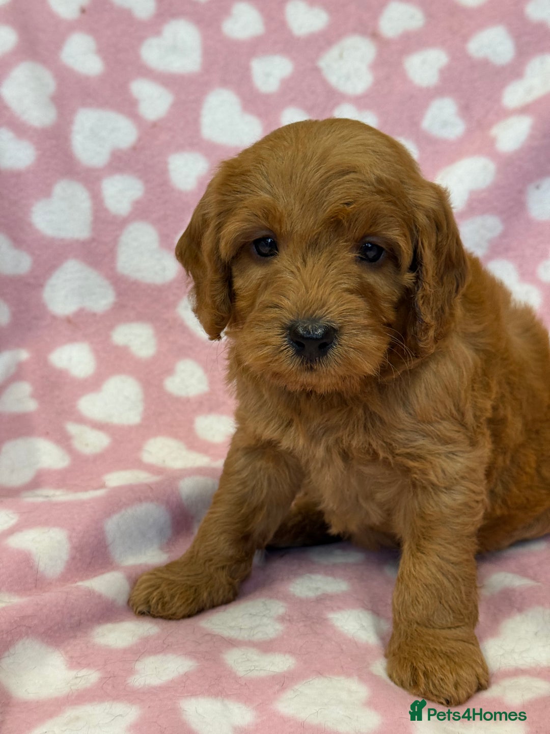 Cockapoo dogs for sale: Cockapoos F1B puppies  - Advert 12