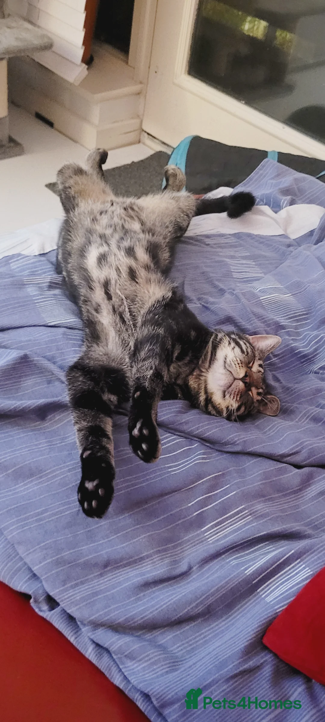 Mixed Breed cats for sale: Male tabby cat neutered (south london)  in Beckenham - Advert 5