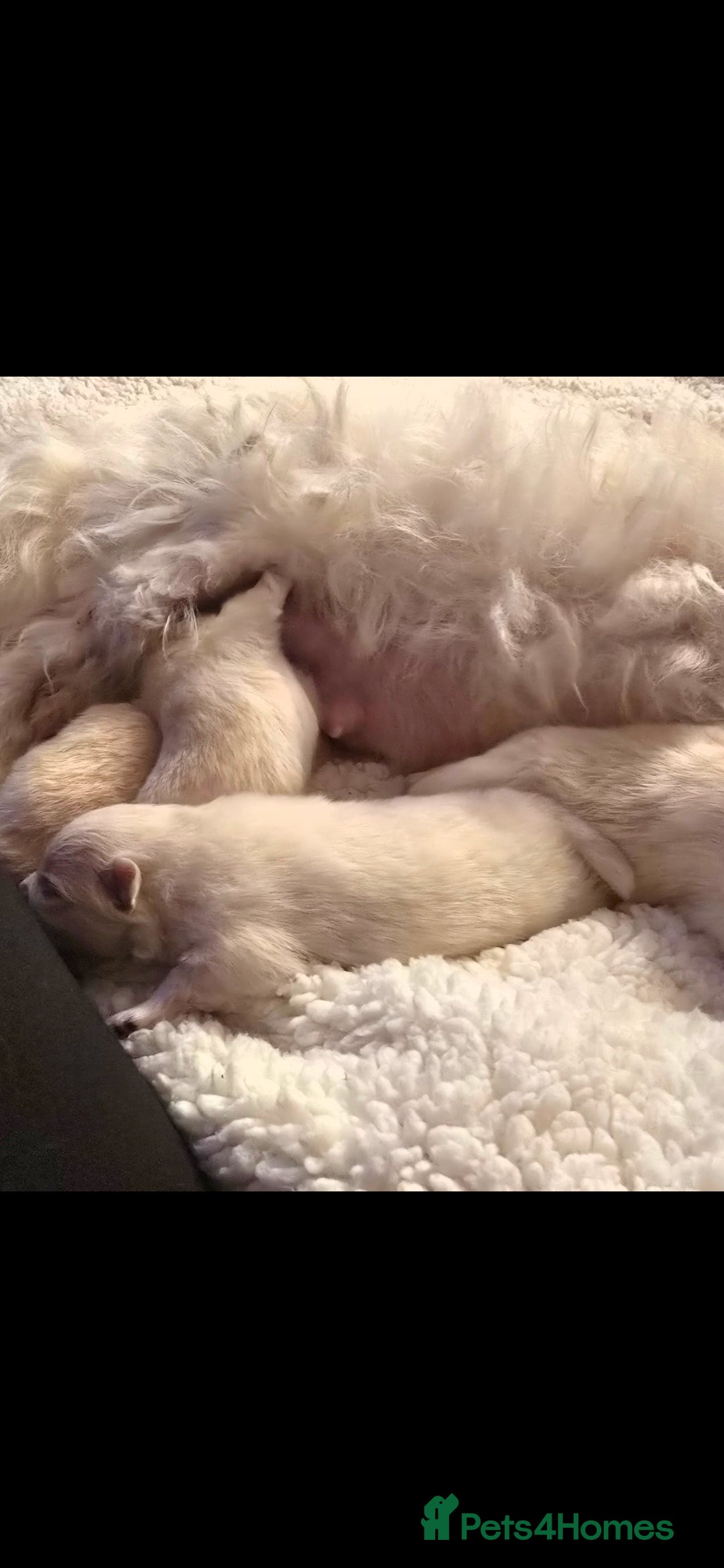 Pomeranian dogs Gorgeous KC White Pomeranians - Advert 4