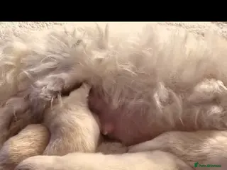 Pomeranian dogs Gorgeous KC White Pomeranians - Advert 4