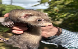 Ferret rodents for sale: Baby ferrets - Image 5