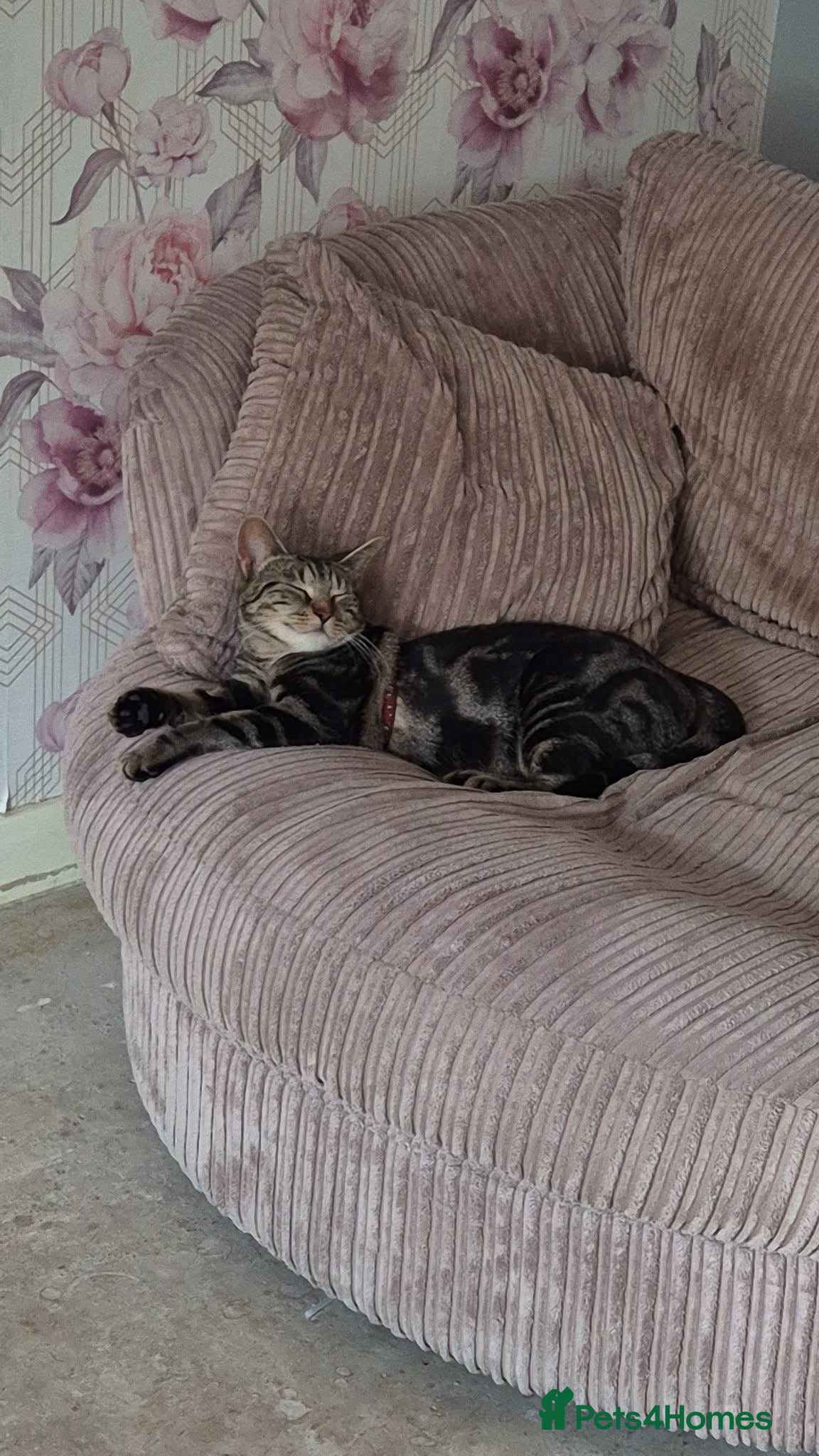 Mixed Breed cats 17 week old kitten  - Advert 2