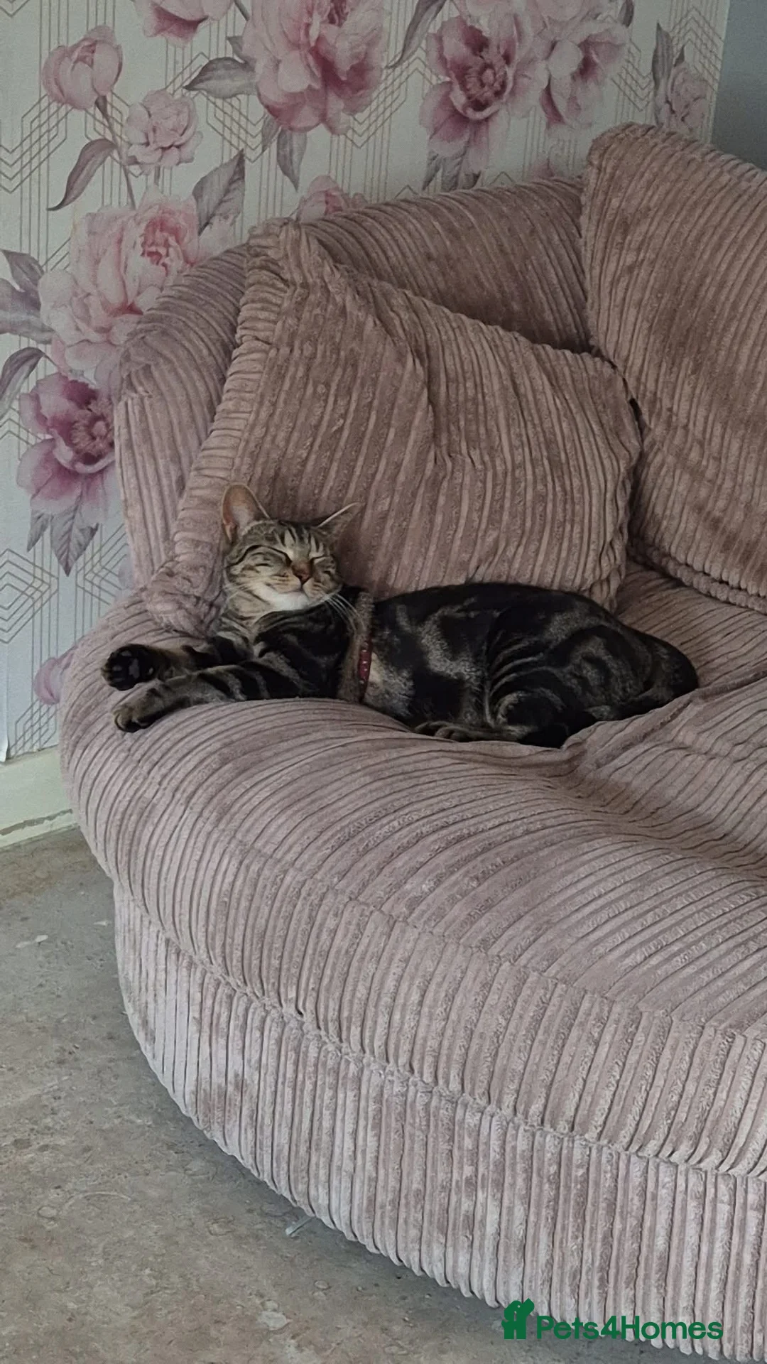 Mixed Breed cats for sale: 17 week old kitten  in Sutton-in-Ashfield - Advert 1