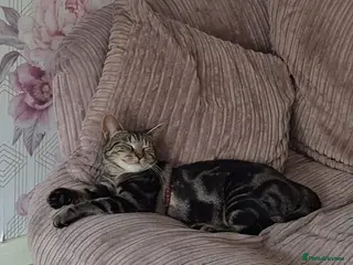 Mixed Breed cats 17 week old kitten - Advert 2