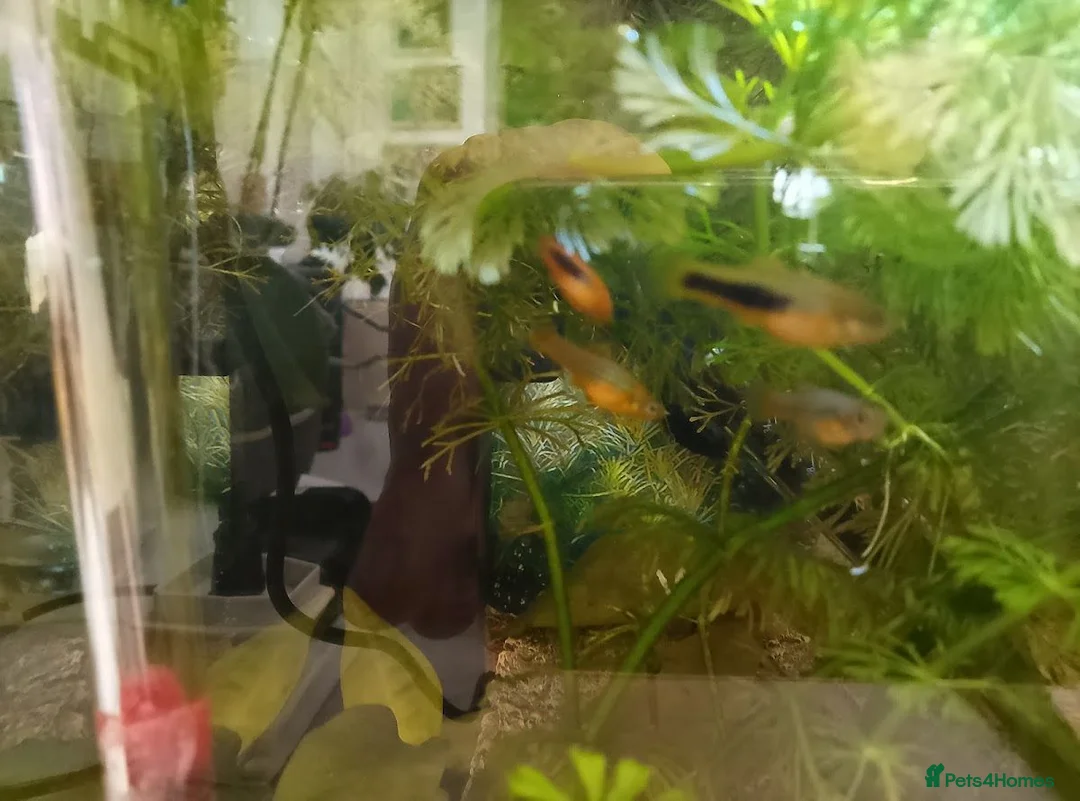 Platies fish for sale: Platy fry in Rickmansworth - Advert 4