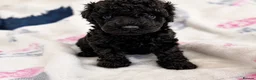 Mixed Breed dogs for sale: Toy / Mini  tiny puppies absolutely stunning!  - Advert 5