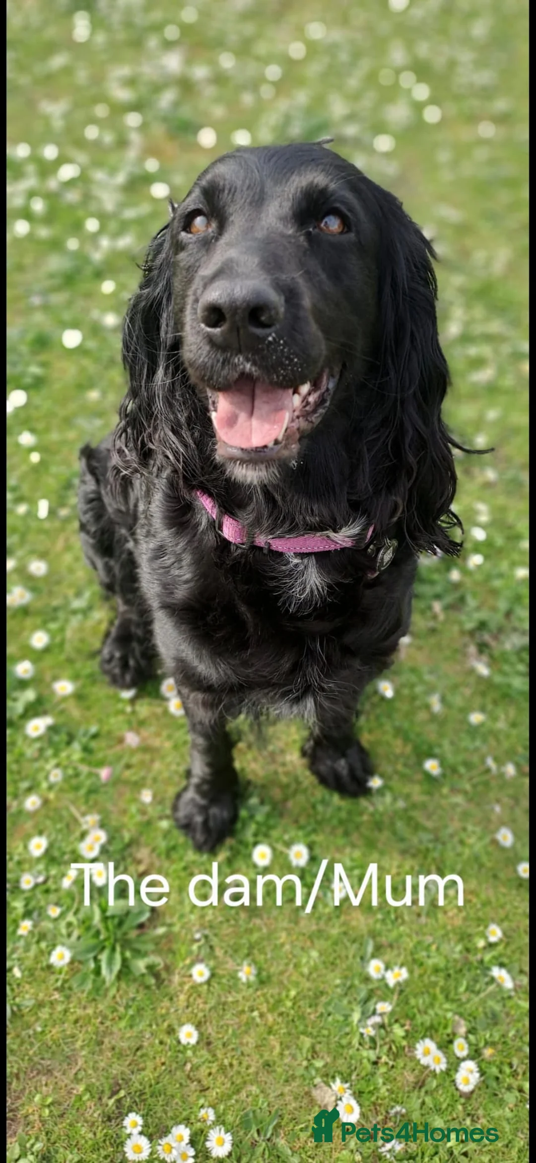 Sprocker dogs for sale: Beautiful Sproker puppies  in Lincoln - Advert 2