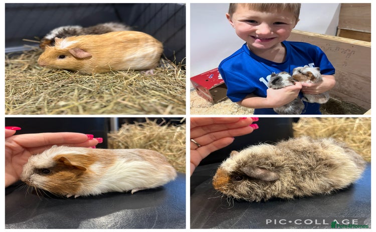 Guinea Pig rodents 8 week old guinea pig baby boys home reared! - Advert 4