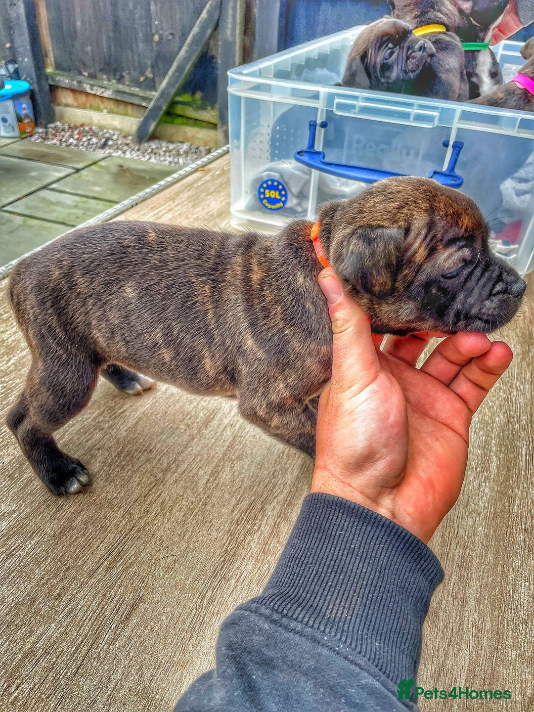Staffordshire Bull Terrier dogs for sale: Staffordshire bull terrier puppies - Advert 5