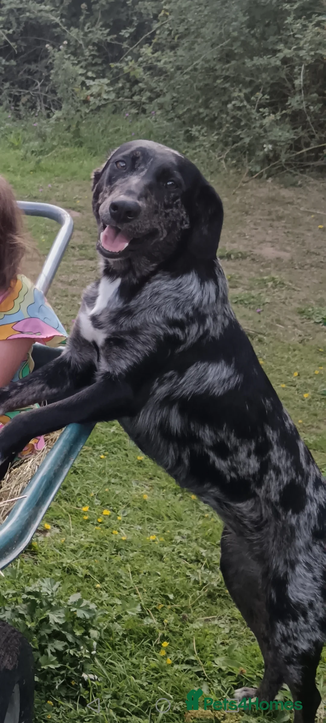 Border Collie dogs for sale: Border collie pups - Advert 2