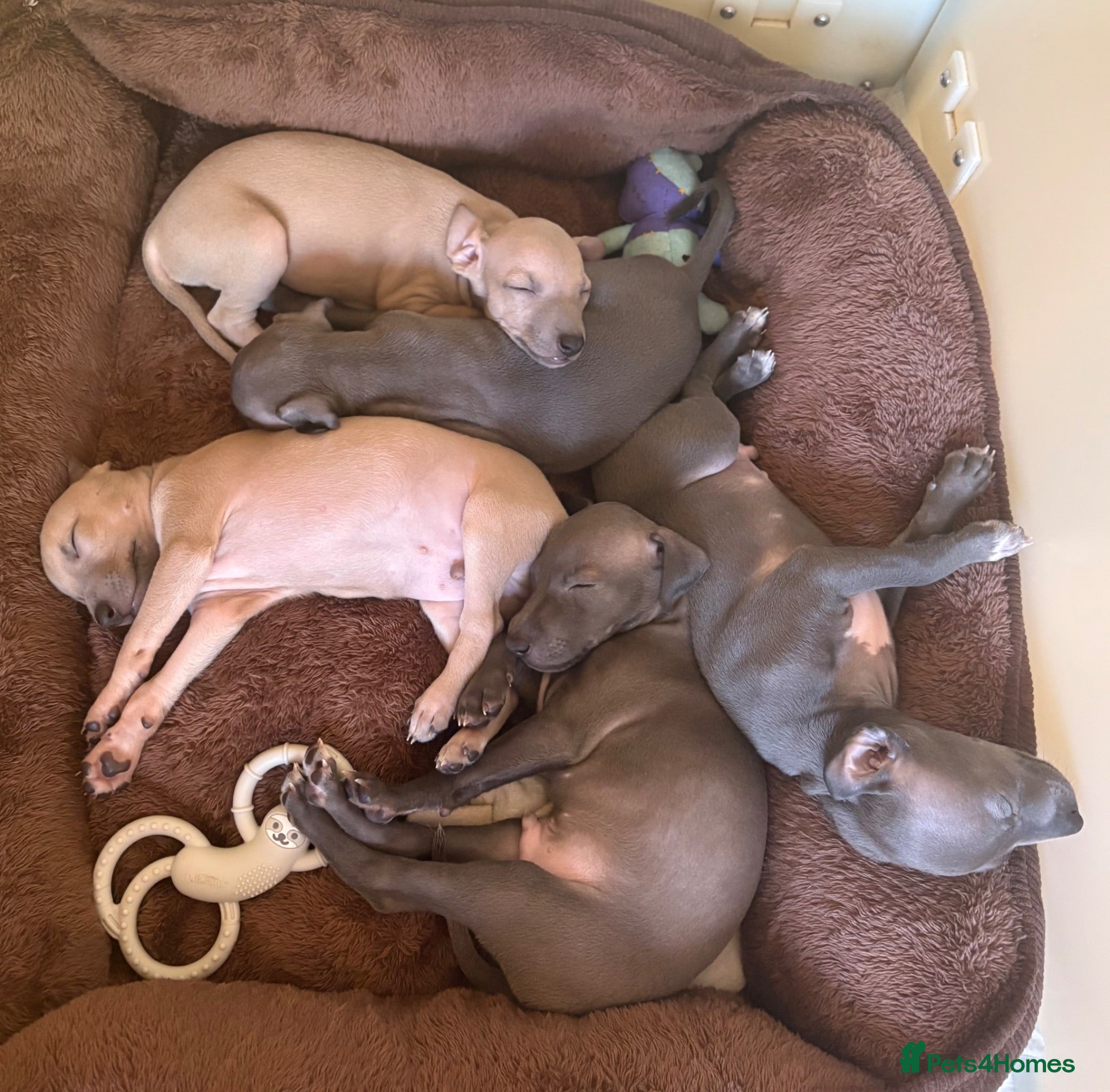 Italian Greyhound dogs Only one left. KC registered Italian Greyhounds - Advert 18