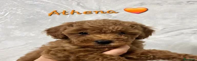 Athena 🧡