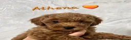 Cockapoo dogs for sale: Beautiful Home-Raised F1b toy Cockapoo Puppies  - Advert 25