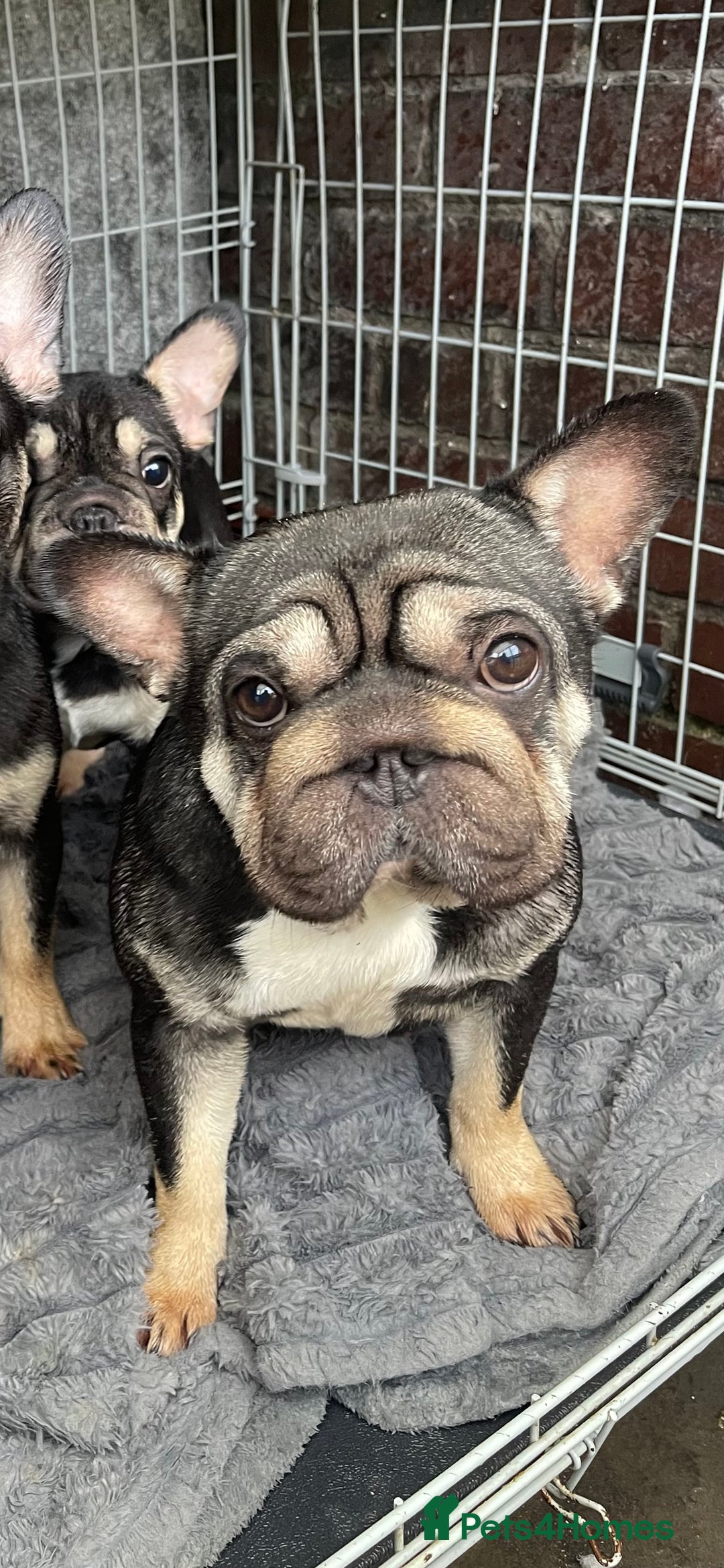 French Bulldog dogs for sale: 3 French Bulldog Pups - Advert 12