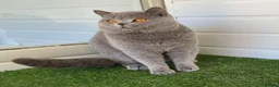 British Shorthair cats for sale: Champion British Blue boy  - Advert 2