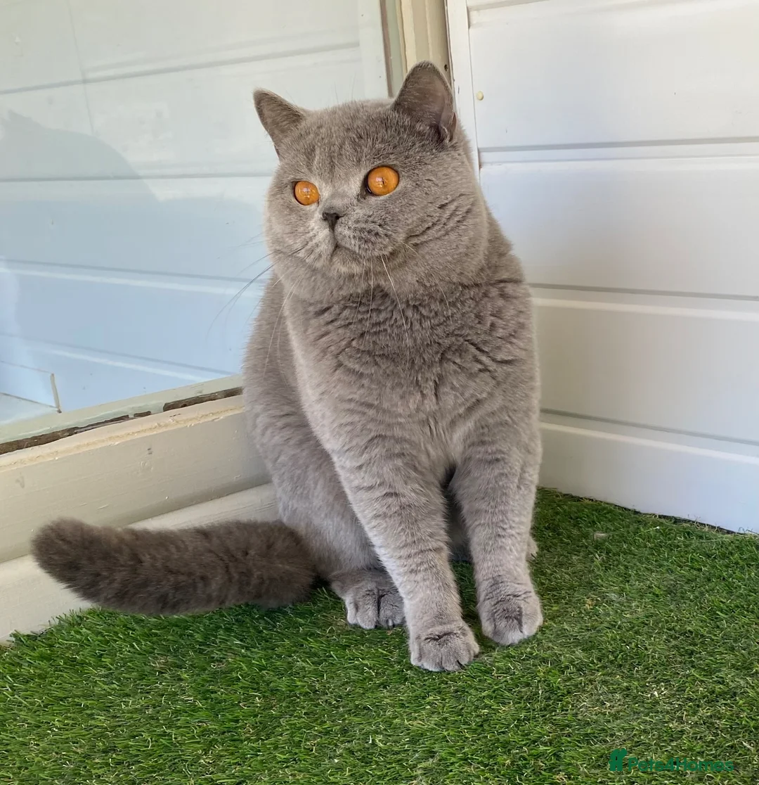 British Shorthair cats for sale: Champion British Blue boy  - Advert 2