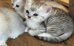 British Shorthair cats for sale: British shorthair x kittens for sale - Image 16