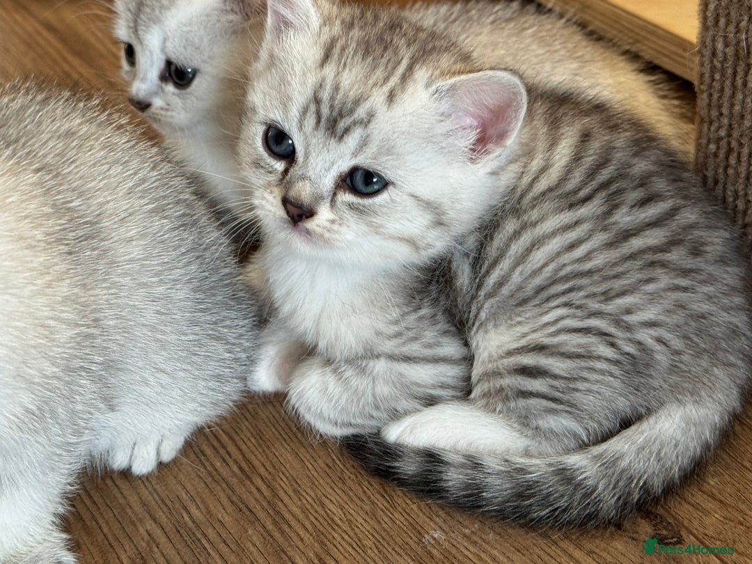 British Shorthair cats for sale: British shorthair x kittens for sale - Image 16