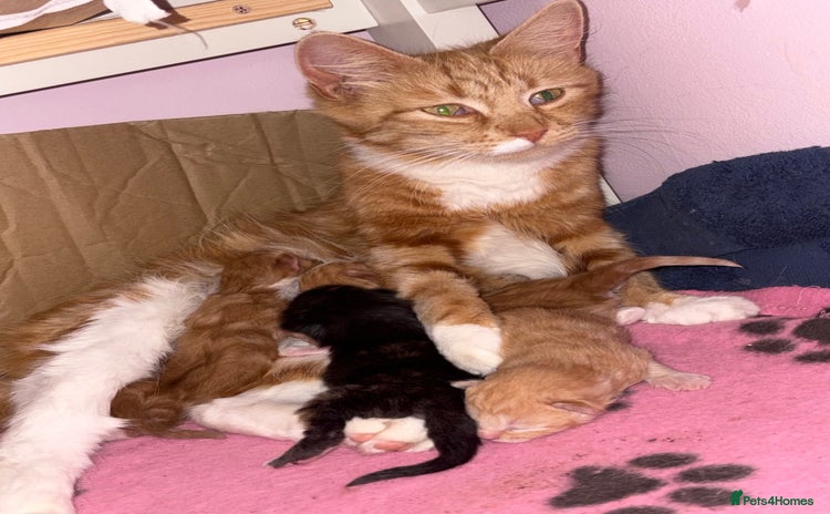 Mixed Breed cats - Advert 8