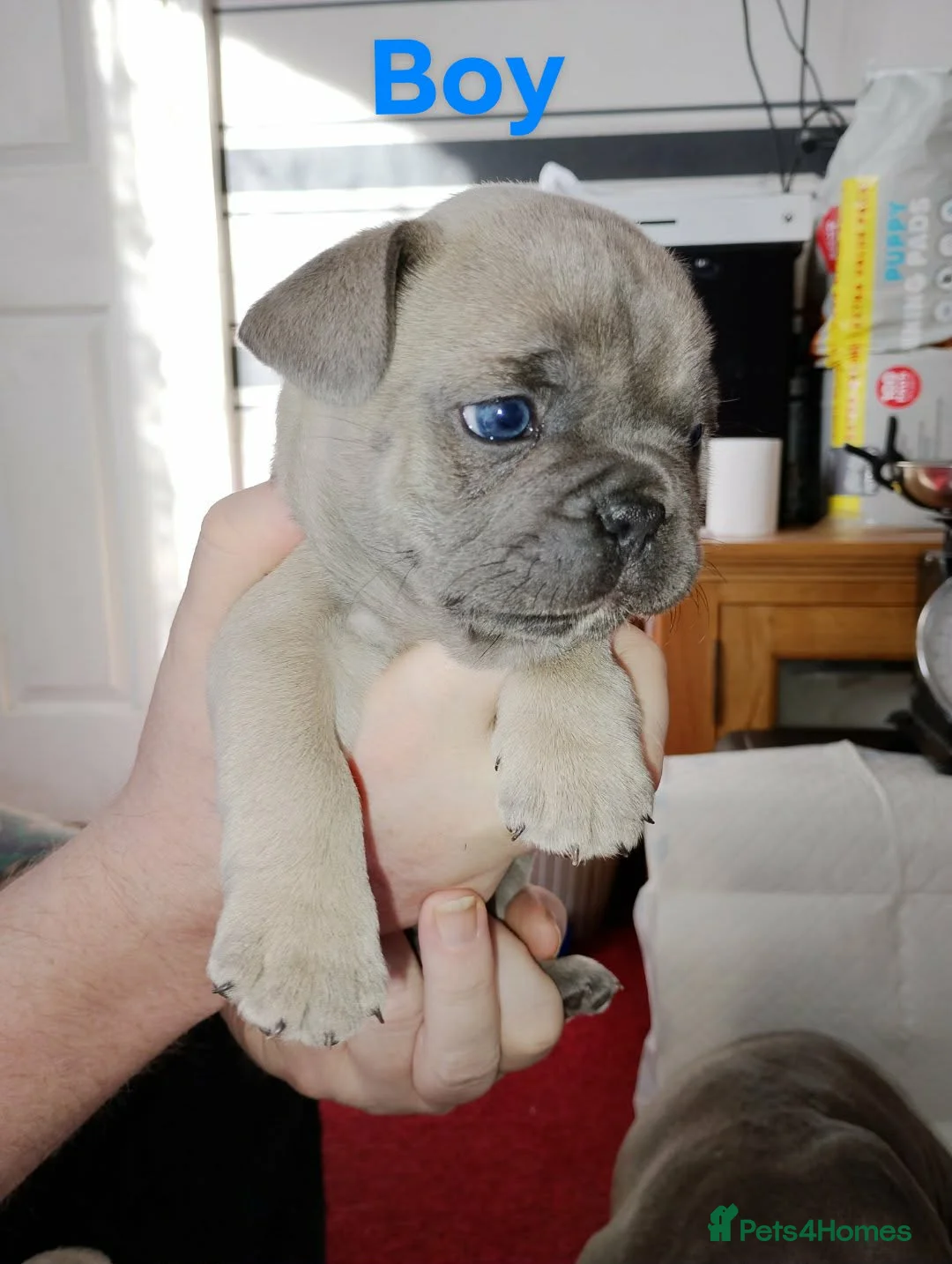 French Bulldog dogs for sale:  3 beautiful full Frenchies 2 boys 1 girl   in Ferryhill - Advert 1