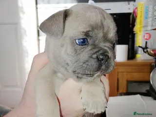 French Bulldog dogs 3 beautiful full Frenchies 2 boys 1 girl - Advert 13