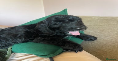 Cockapoo dogs - Advert 10