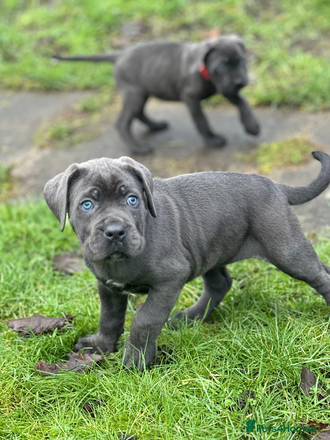 Cane Corso dogs for sale: Balestra Magica Corso IKC/FCI  - Advert 3