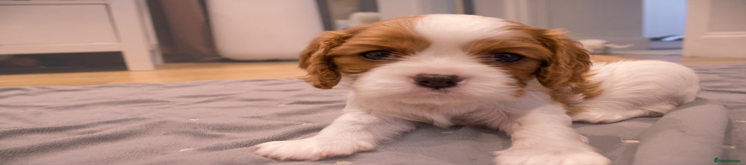 Cavalier King Charles Spaniel Puppy 5