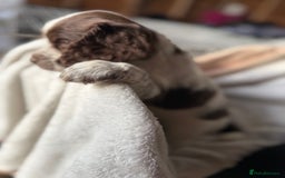 Sprocker dogs for sale: unbelievably marked sprockers 😍 - Image 39