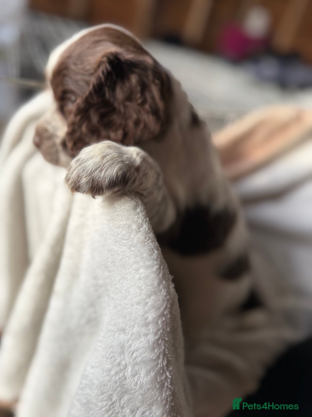 Sprocker dogs for sale: unbelievably marked sprockers 😍 - Image 39