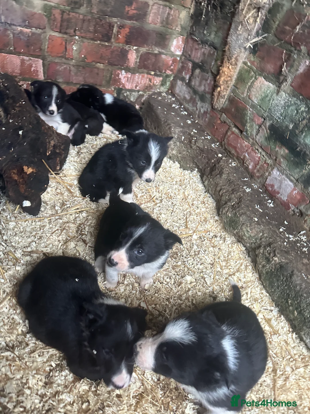 Border Collie dogs for sale: Working border collie pups - Advert 2