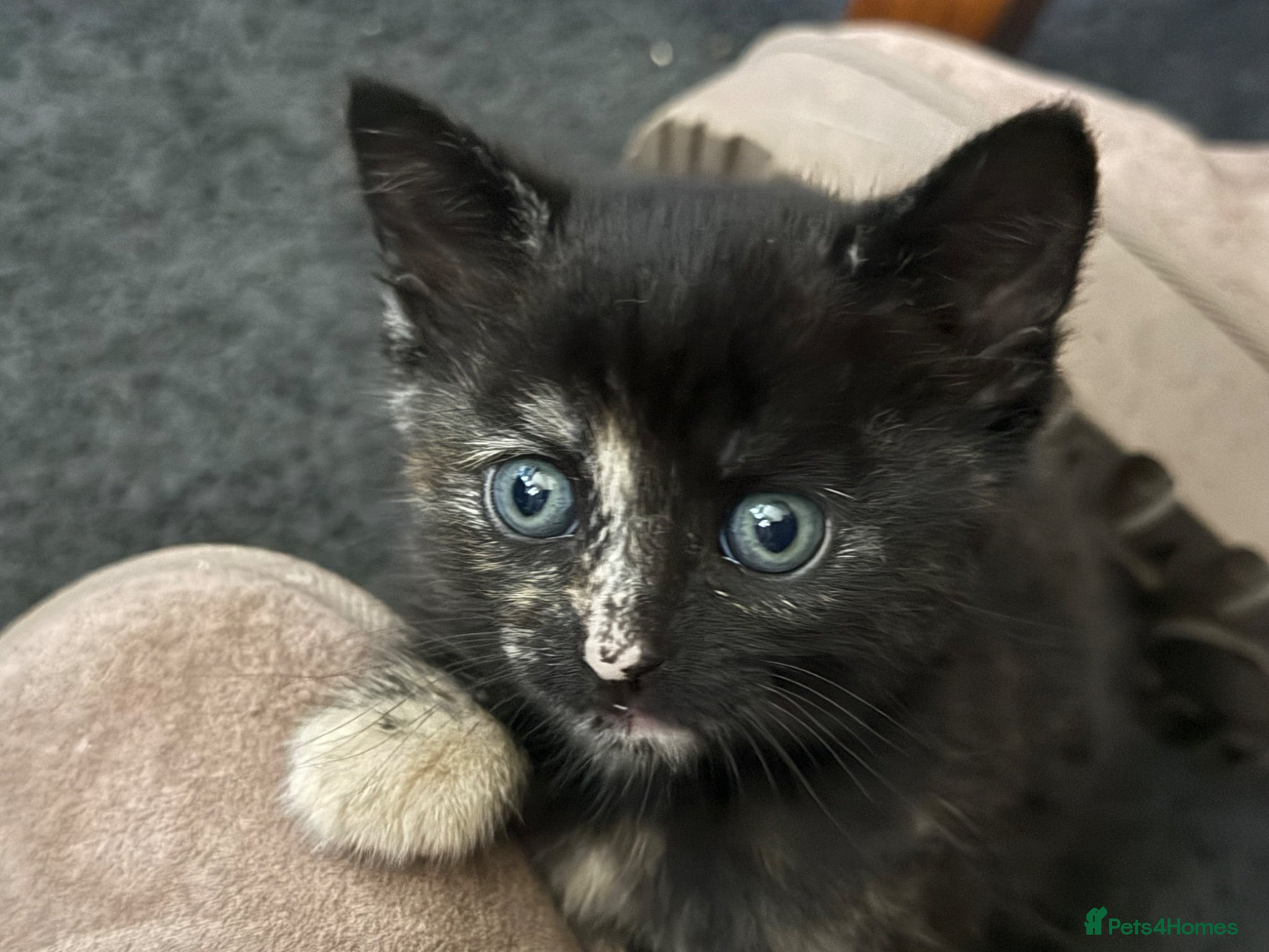 Mixed Breed cats RESERVE NOW! Last female looking for 5⭐️home - Advert 5