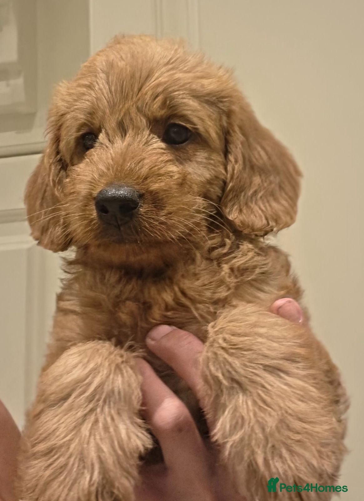 Labradoodle dogs LABRADOODLES F1 ( HEALTH TESTED PARENTS & G/PARENT - Advert 1